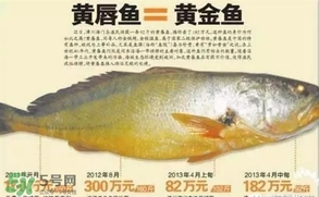 黃唇魚是黃花魚嗎？黃唇魚是黃魚嗎？