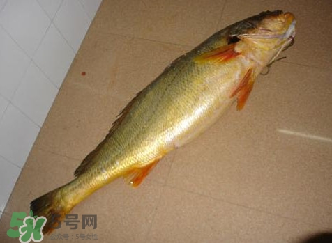 黃唇魚是黃花魚嗎？黃唇魚是黃魚嗎？