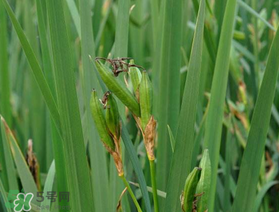 端午節(jié)為什么要掛菖蒲？端午節(jié)掛菖蒲的好處