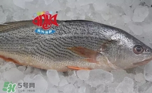 黃唇魚是黃花魚嗎？黃唇魚是黃魚嗎？