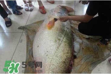 金錢鳘是什么魚？金錢鳘是淡水魚嗎？