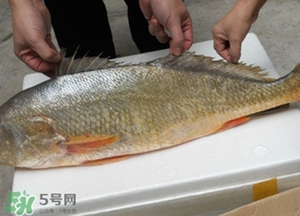 黃唇魚是不是黃花魚？黃唇魚和黃花魚的區(qū)別