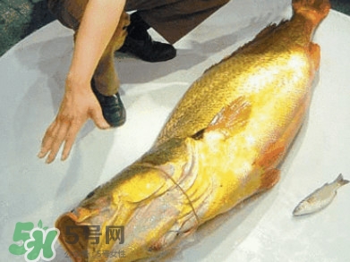 黃唇魚(yú)為什么不能養(yǎng)殖？ 黃唇魚(yú)淡水能養(yǎng)殖嗎