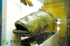 金錢鳘是什么魚？金錢鳘是淡水魚嗎？