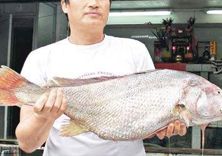 黃唇魚鰾是魚肚嗎？黃唇魚鰾是魚泡嗎