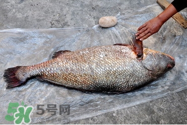 黃唇魚是海魚嗎？黃唇魚是海鮮嗎