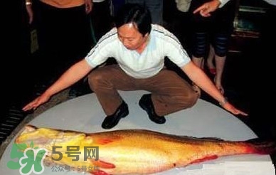 黃唇魚魚鰾能救命？黃唇魚魚鰾可以救命？