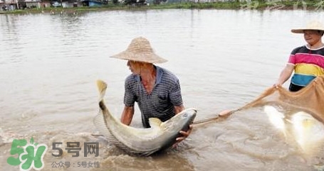 金錢鳘是哪里原產(chǎn)的？金錢鳘的產(chǎn)地在哪里