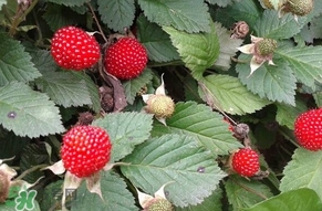 野草莓能吃嗎？野草莓圖片