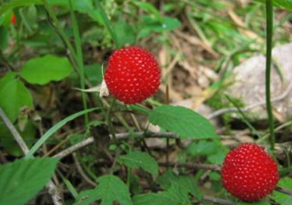 野草莓怎么吃？野草莓怎么清洗