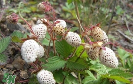 野草莓能吃嗎？野草莓圖片