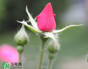 月季從有花苞到開花需要多久？月季花苞到開花要多久？