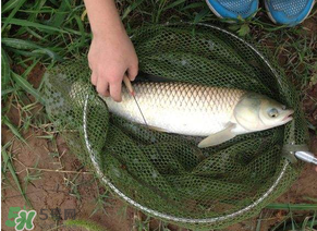 五月份能釣草魚嗎？五月份釣草魚用什么餌料？