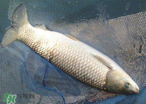 5月份怎么釣草魚？五月份怎么釣草魚？