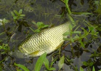 五月份能釣草魚嗎？五月份釣草魚用什么餌料？