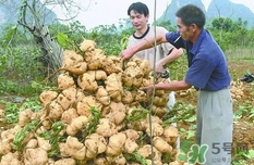 生吃土瓜有什么好處？土瓜生吃的功效與作用