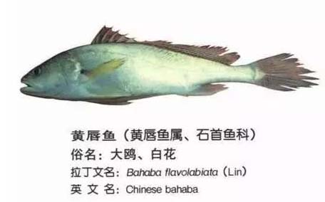 黃唇魚怎么做？黃唇魚怎么保存