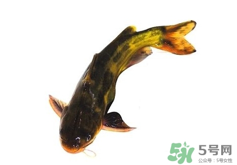 黃顙魚有毒嗎？黃顙魚的營養(yǎng)價值