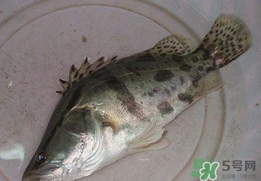 鱖魚(yú)怎么讀？鱖魚(yú)是什么魚(yú)