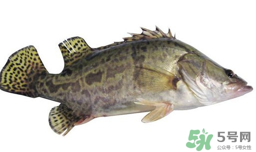 鱖魚(yú)怎么讀？鱖魚(yú)是什么魚(yú)