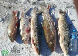 小滿怎么釣魚？小滿釣魚技巧