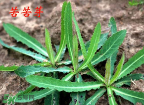 苦苦菜怎么腌制？怎樣腌制苦苦菜？