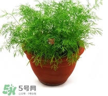 茴香菜什么時候種？茴香菜什么季節(jié)吃