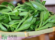 竹葉菜是什么菜?竹葉菜長(zhǎng)什么樣子?