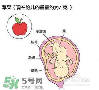 懷孕四個(gè)月需要做什么檢查？懷孕四個(gè)月胎兒圖