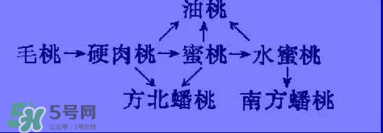 沒有毛的桃子叫什么？桃子毛為什么會癢？