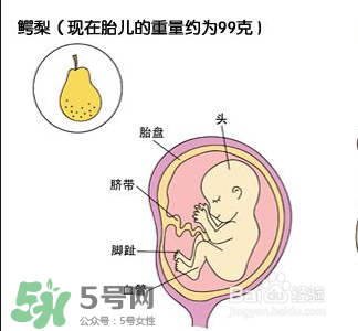 懷孕四個(gè)月需要做什么檢查？懷孕四個(gè)月胎兒圖