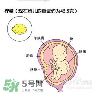 懷孕四個(gè)月需要做什么檢查？懷孕四個(gè)月胎兒圖