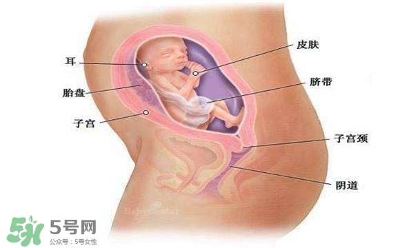 懷孕四個(gè)月需要做什么檢查？懷孕四個(gè)月胎兒圖