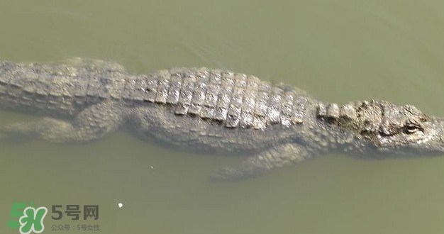 鱷魚是魚嗎？鱷魚是浮在水面上嗎？