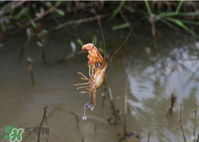 釣龍蝦用腥還是香?釣龍蝦用什么餌最好?