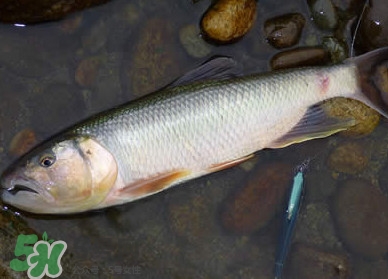 馬口魚多少錢一斤2017？野生馬口魚多少錢一斤？