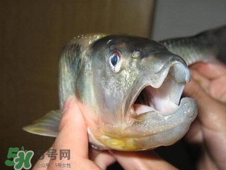 馬口魚怎么釣？馬口魚什么時(shí)候釣最好