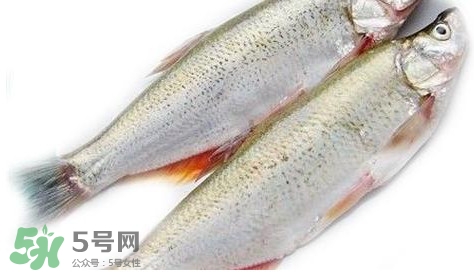 白條魚能長多大？白條魚可以長多大？