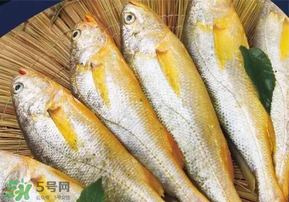 小黃魚長大后會不會變成大黃魚？