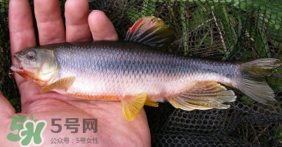 馬口魚多少錢一斤2017？野生馬口魚多少錢一斤？