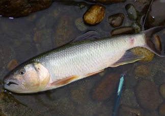 馬口魚多少錢一斤2017？野生馬口魚多少錢一斤？