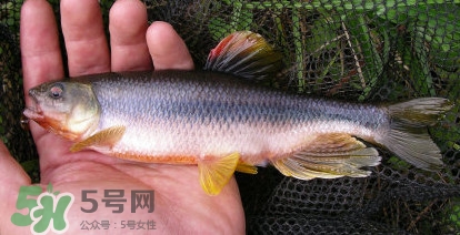 馬口魚能長多大？馬口魚最大能長多長？