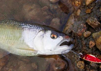 釣馬口魚用什么餌料？釣馬口魚用什么打窩？