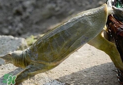 如何區(qū)分野生甲魚(yú)？野生甲魚(yú)辨識(shí)圖片