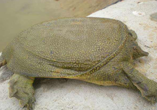 如何區(qū)分野生甲魚？野生甲魚辨識圖片