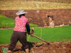 芒種種什么？芒種種什么疏菜？