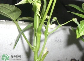 刀豆什么時候播種？刀豆幾月份播種