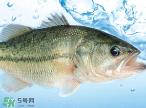 澳洲三文魚不是三文魚_澳洲三文魚是什么魚