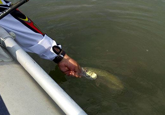 釣海鱸魚什么時候最好？釣海鱸魚用什么樣的魚餌？