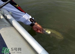 釣海鱸魚什么時候最好？釣海鱸魚用什么樣的魚餌？